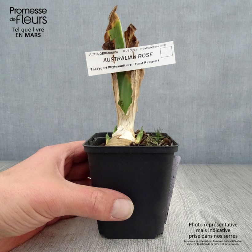 Example of Iris Australian Rose - Schwertlilie Kleine Töpfe von 8/9 cm as you get in printemps