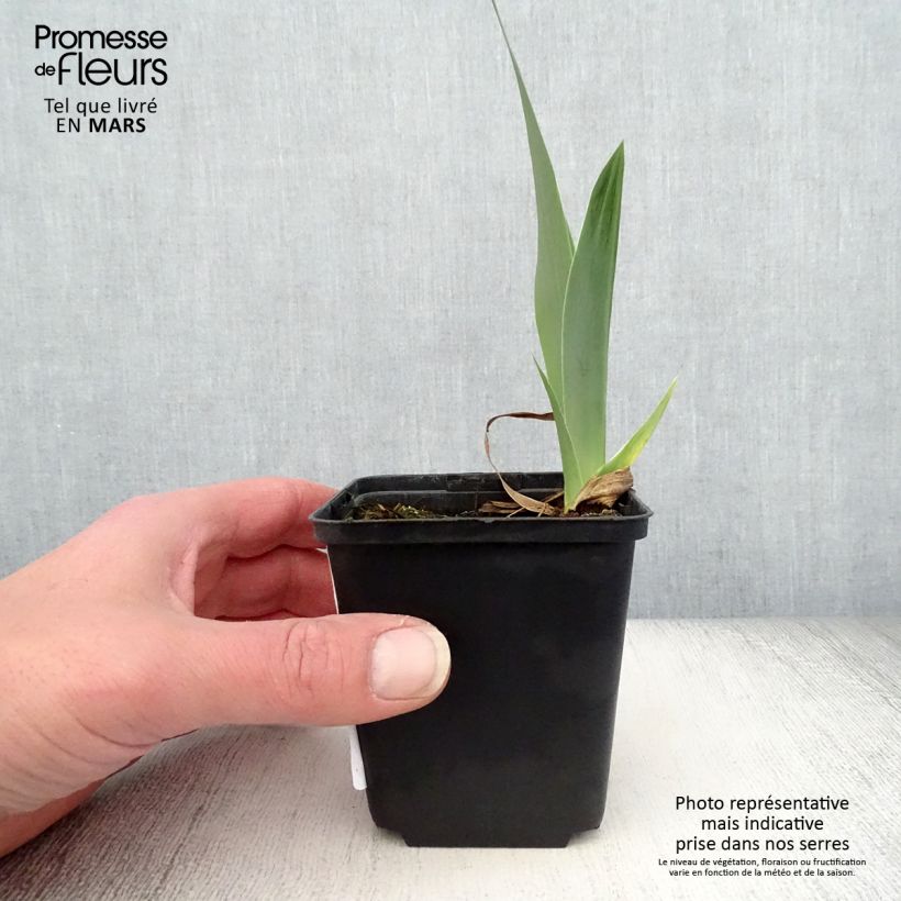 Exemplar von Iris Autumn Circus - Schwertlilie Kleine Töpfe von 8/9 cm wie im Frühjahr geliefert