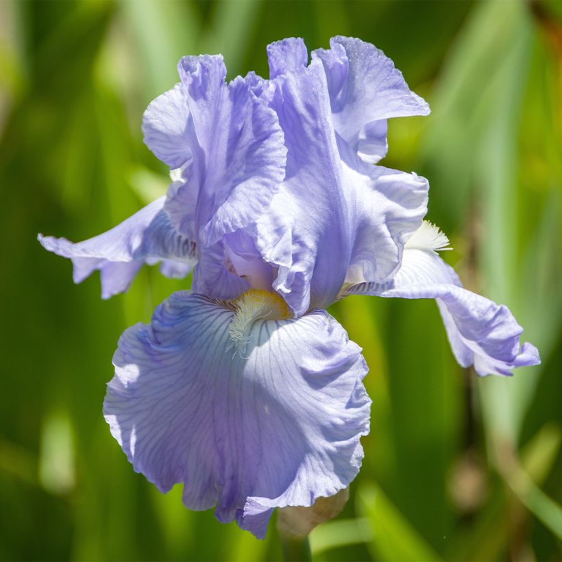 Iris Babbling Brook - Schwertlilie (Flowering)