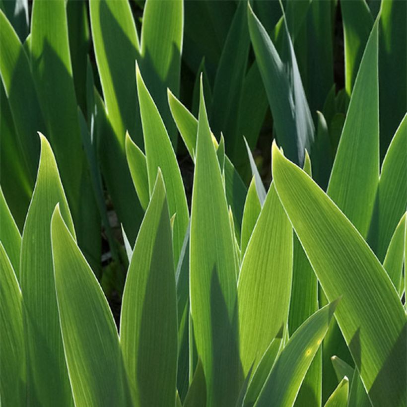 Iris Ball of Confusion - Schwertlilie (Laub)