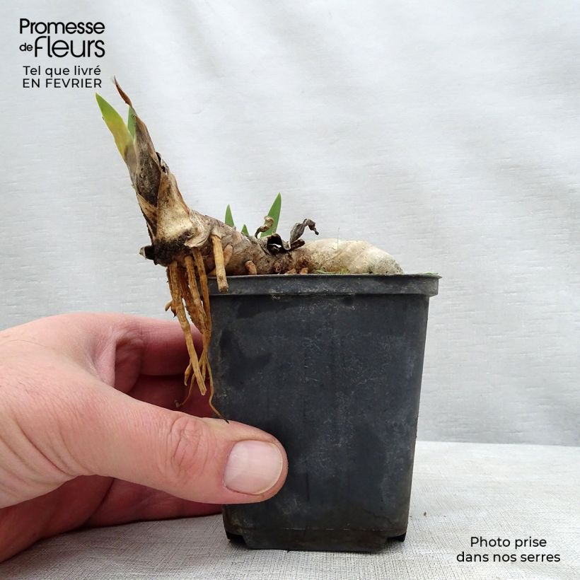 Exemplar von Iris Ball of Confusion - Schwertlilie Kleine Töpfe von 8/9 cm wie im Winter geliefert