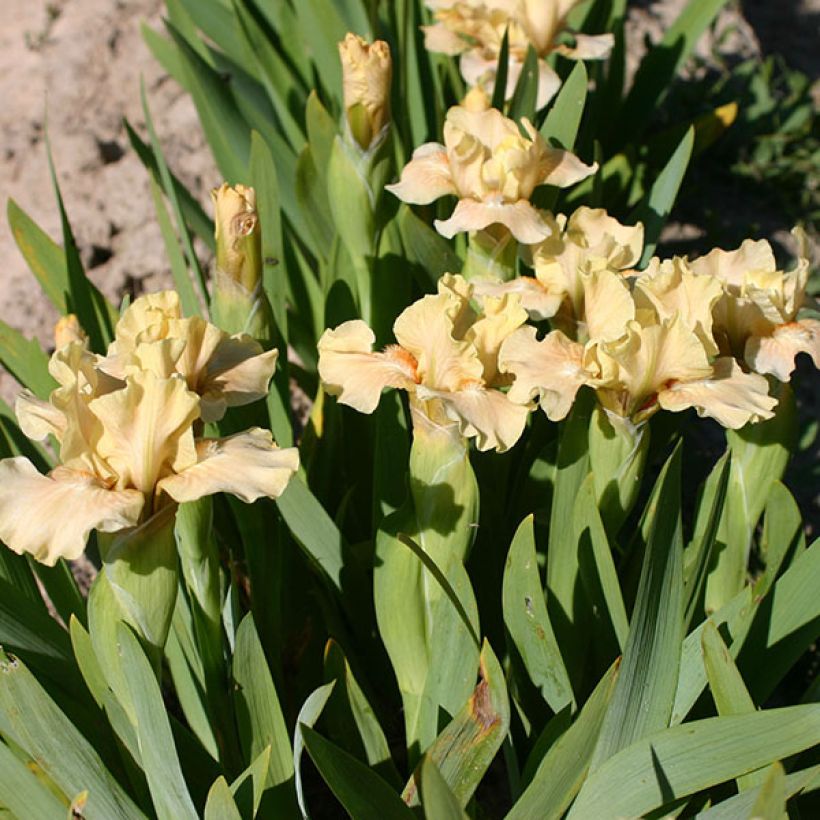 Iris Ballet Lesson - Schwertlilie (Flowering)