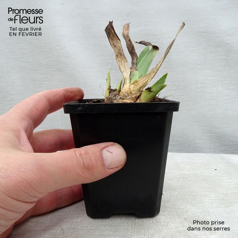 Example of Iris Batik - Schwertlilie Kleine Töpfe von 8/9 cm as you get in hiver