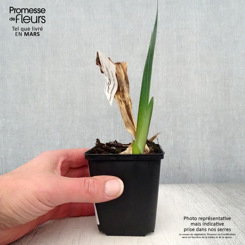 Example of Iris Beauté De Sologne - Schwertlilie Kleine Töpfe von 8/9 cm as you get in printemps