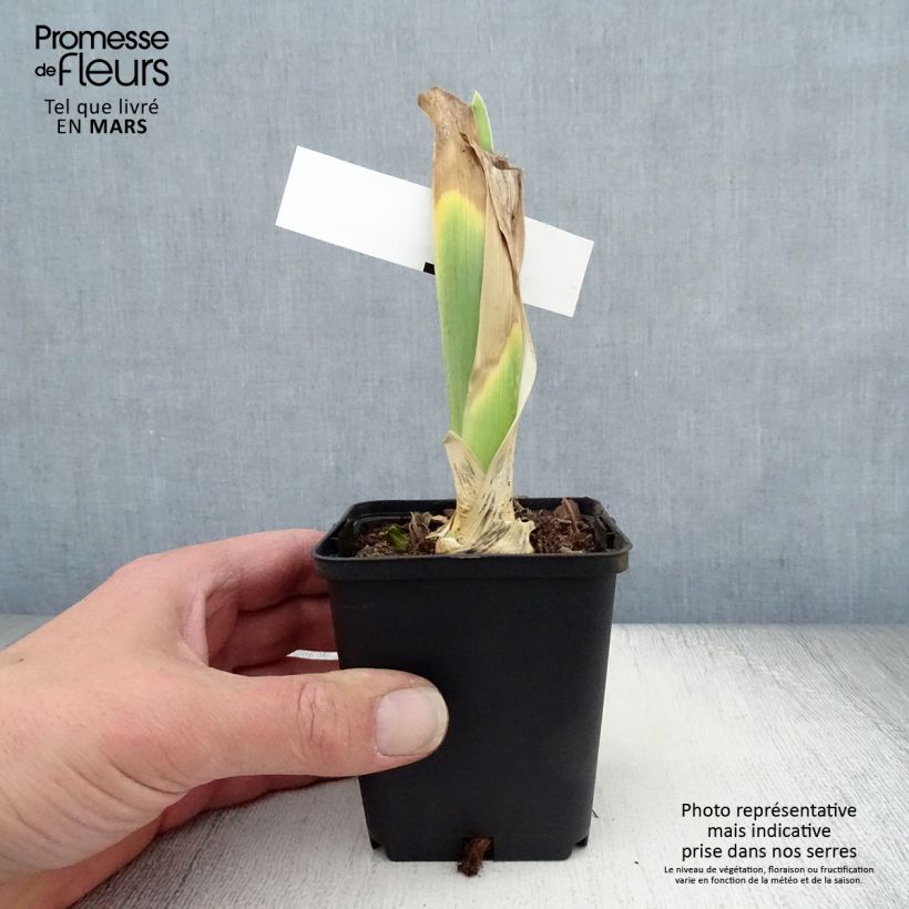 Example of Iris Bewitchment - Schwertlilie Kleine Töpfe von 8/9 cm as you get in printemps