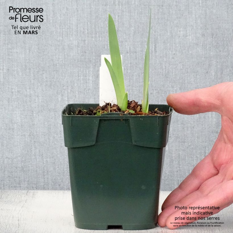 Example of Iris Black Knight - Schwertlilie Kleine Töpfe von 8/9 cm as you get in printemps