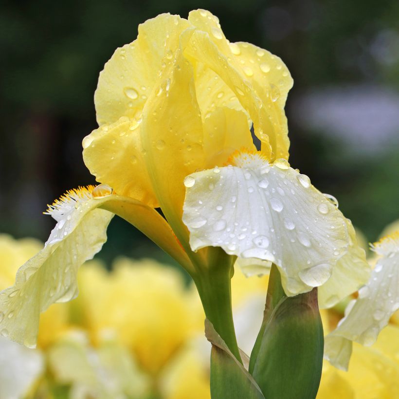 Iris Blessed Again - Schwertlilie (Flowering)