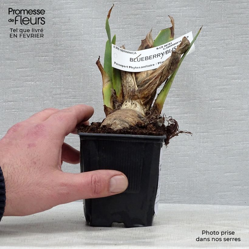 Exemplar von Iris Blueberry Bliss - Schwertlilie Kleine Töpfe von 8/9 cm wie im Winter geliefert