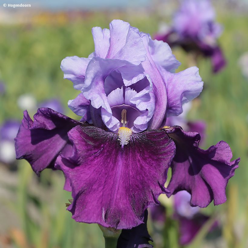 Iris Bluebird Wine - Schwertlilie (Flowering)