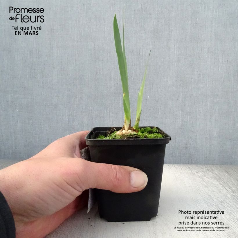 Example of Iris Bruno - Schwertlilie Kleine Töpfe von 8/9 cm as you get in printemps