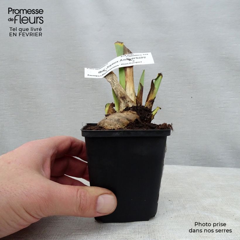 Exemplar von Iris Buc Joyeux Anniversaire - Schwertlilie Kleine Töpfe von 8/9 cm wie im Winter geliefert