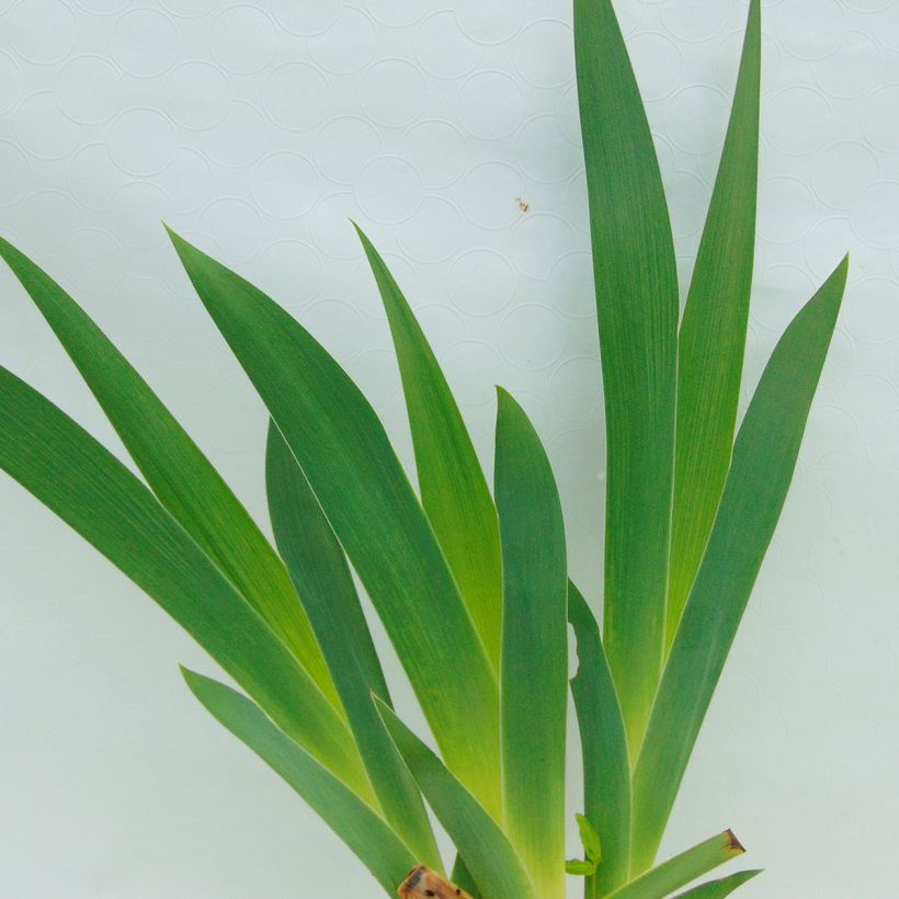 Iris Burnt Toffee - Schwertlilie (Foliage)