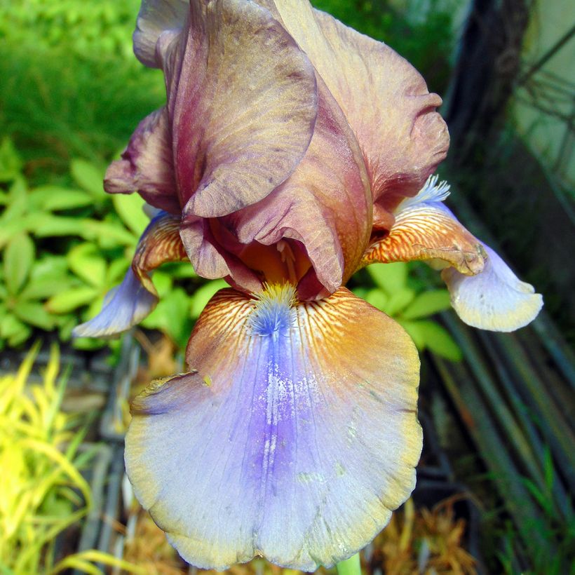 Iris Burnt Toffee - Schwertlilie (Flowering)
