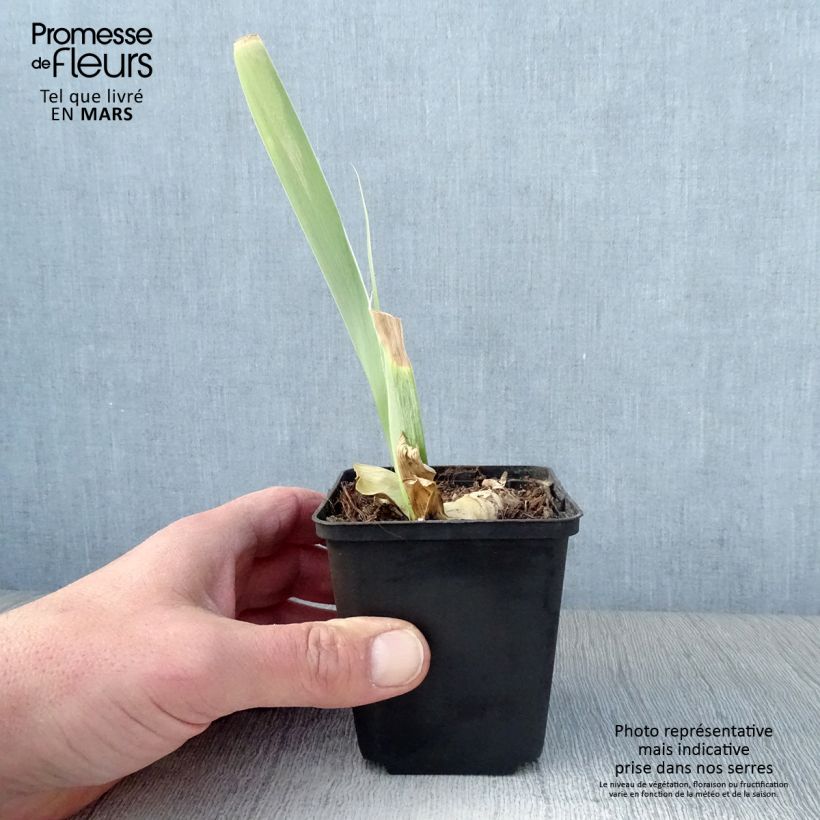 Example of Iris Burnt Toffee - Schwertlilie Kleine Töpfe von 8/9 cm as you get in printemps