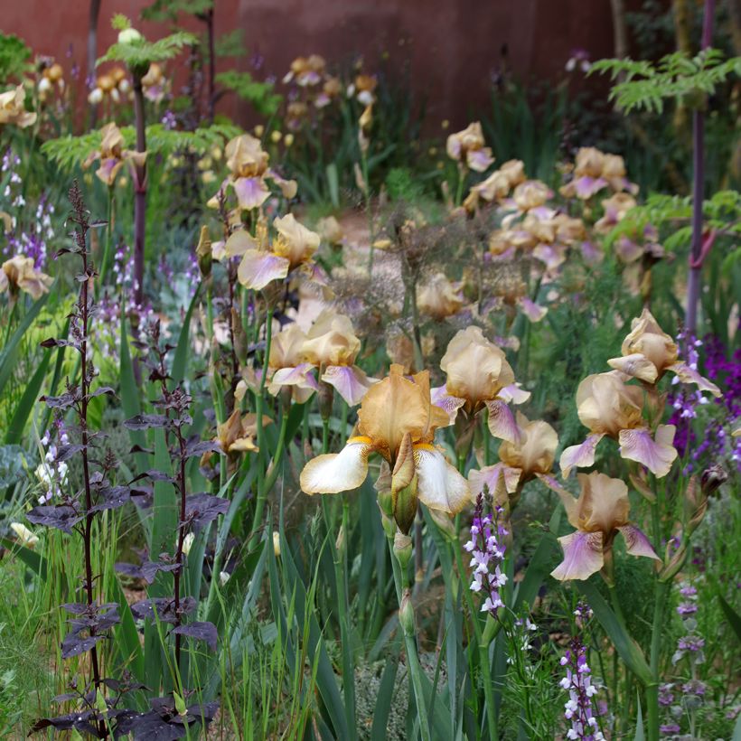 Iris Burnt Toffee - Schwertlilie (Plant habit)