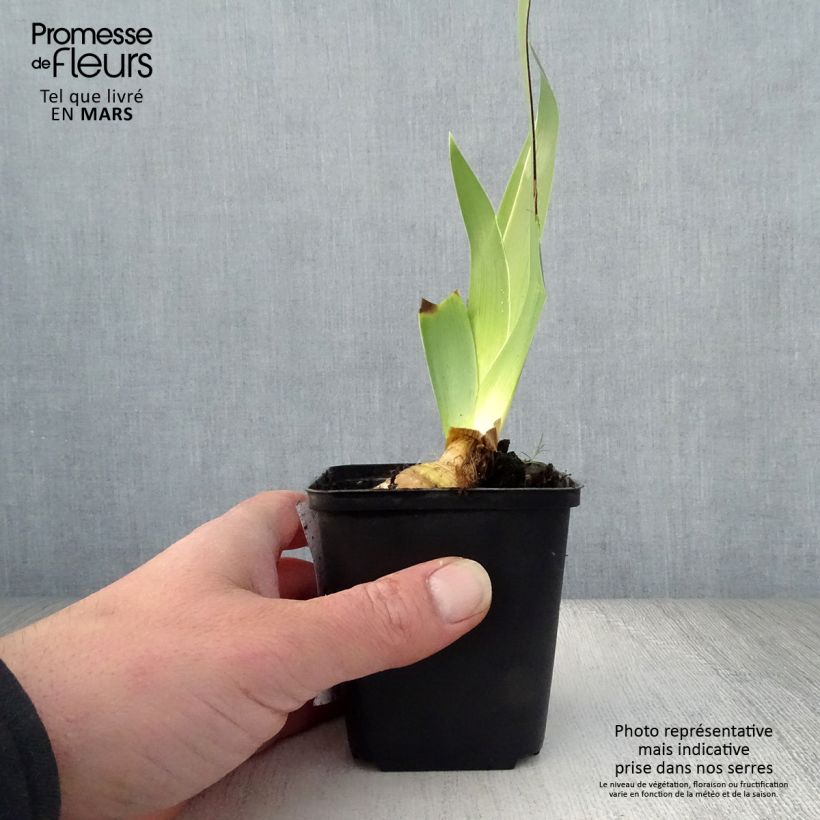 Example of Iris Burst - Schwertlilie Kleine Töpfe von 8/9 cm as you get in printemps