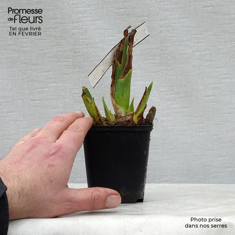 Exemplar von Iris Cameo wine - Schwertlilie Kleine Töpfe von 8/9 cm wie im Winter geliefert