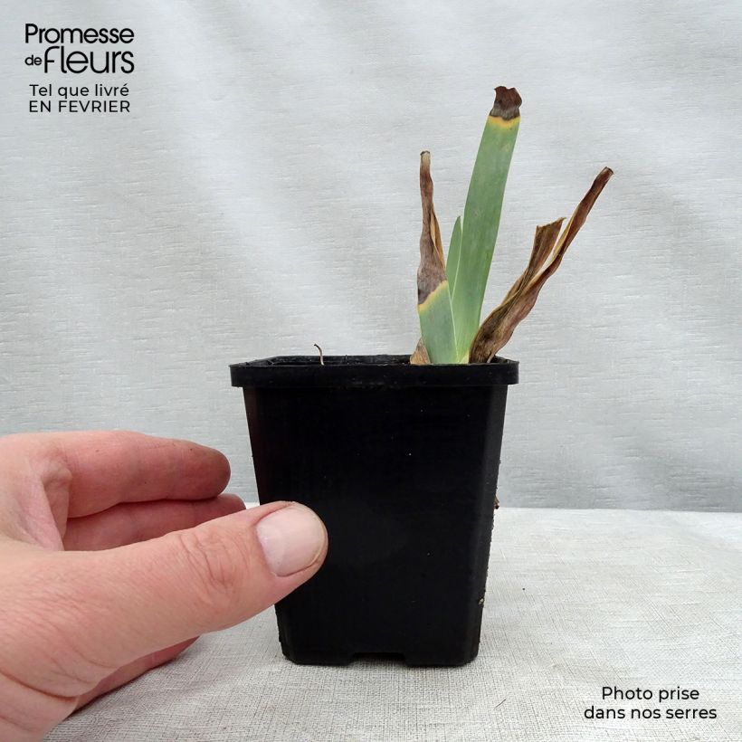 Example of Iris Caprice de Star - Schwertlilie Kleine Töpfe von 8/9 cm as you get in hiver