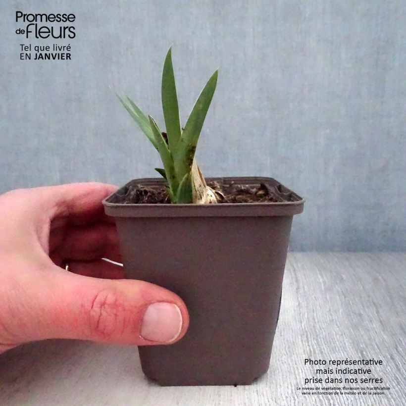 Example of Iris Casque d'Or - Schwertlilie Kleine Töpfe von 8/9 cm as you get in hiver