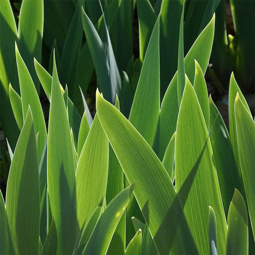 Iris Cat's Eye - Schwertlilie (Foliage)