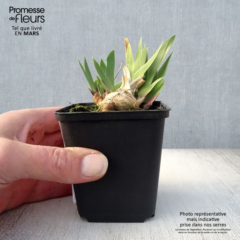 Example of Iris Cat's Eye - Schwertlilie Kleine Töpfe von 8/9 cm as you get in printemps