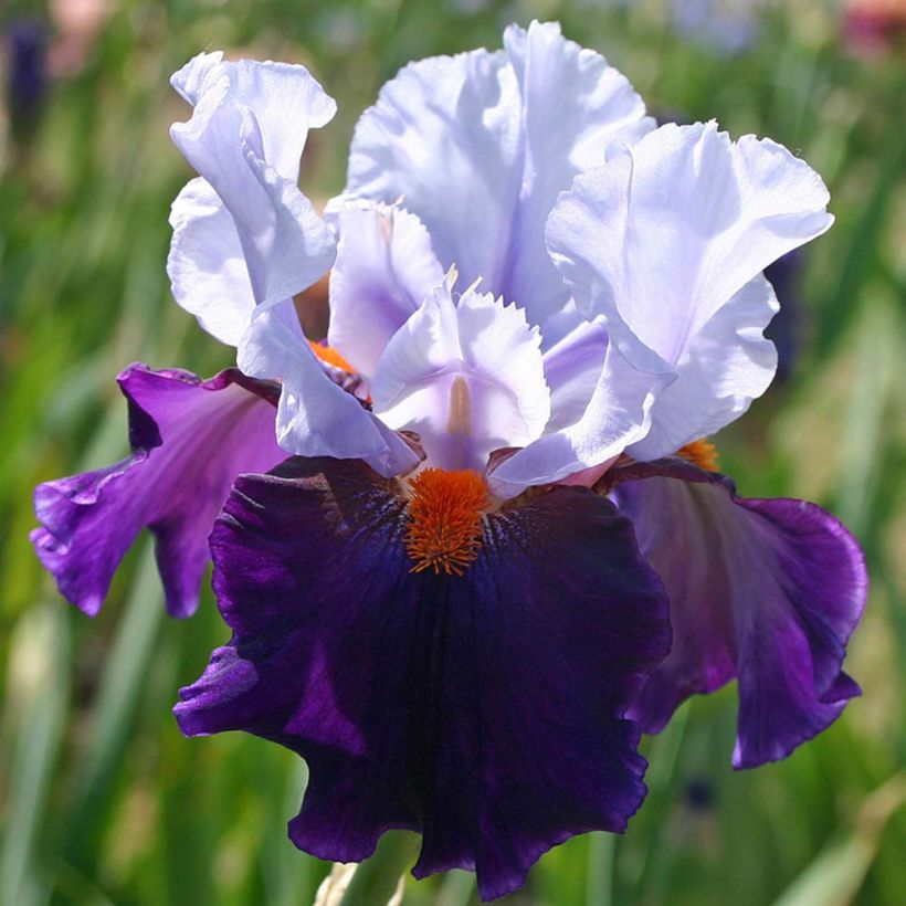 Iris Chelsea Bleu - Schwertlilie (Flowering)