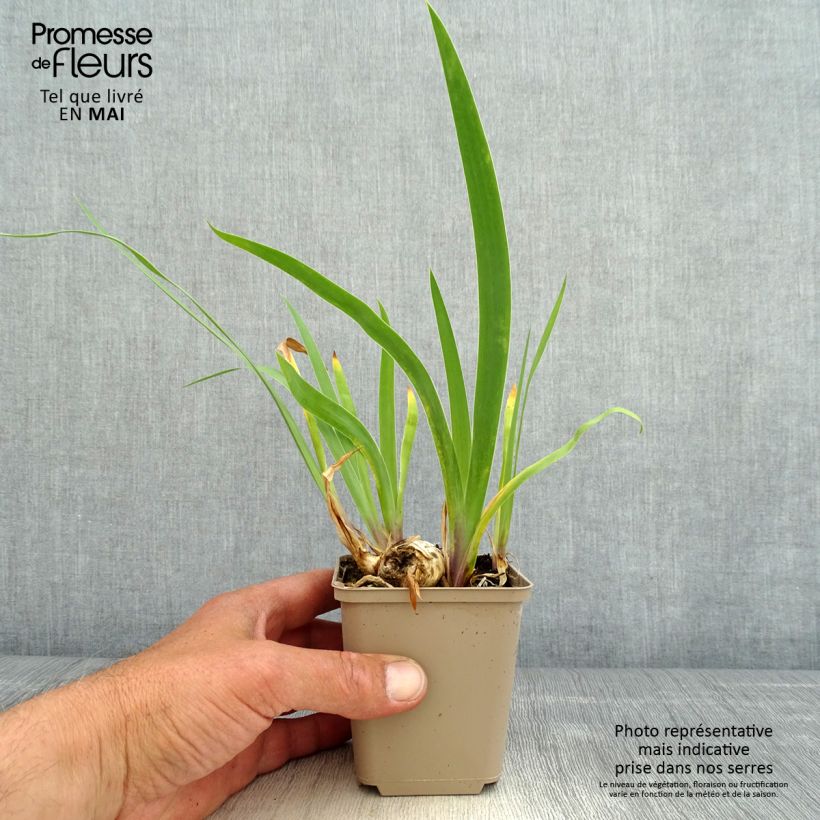 Example of Iris Chelsea Bleu - Schwertlilie Kleine Töpfe von 8/9 cm as you get in printemps