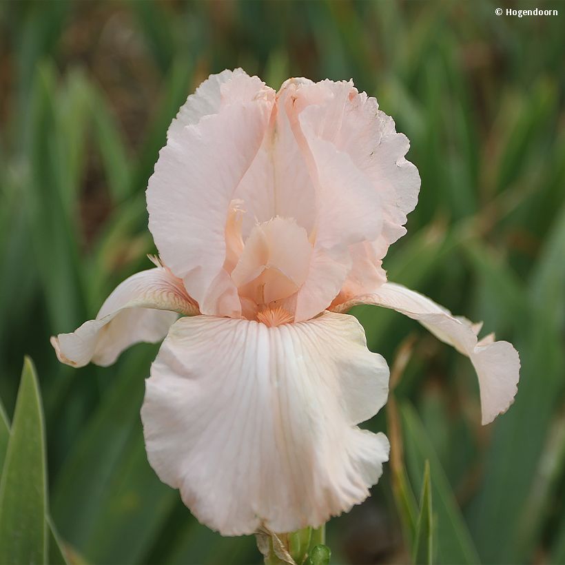 Iris Cherished - Schwertlilie (Flowering)
