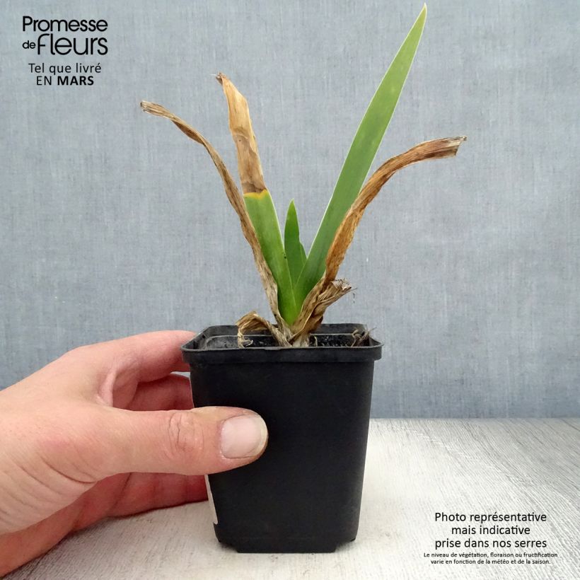 Example of Iris Cigarillo - Schwertlilie Kleine Töpfe von 8/9 cm as you get in printemps