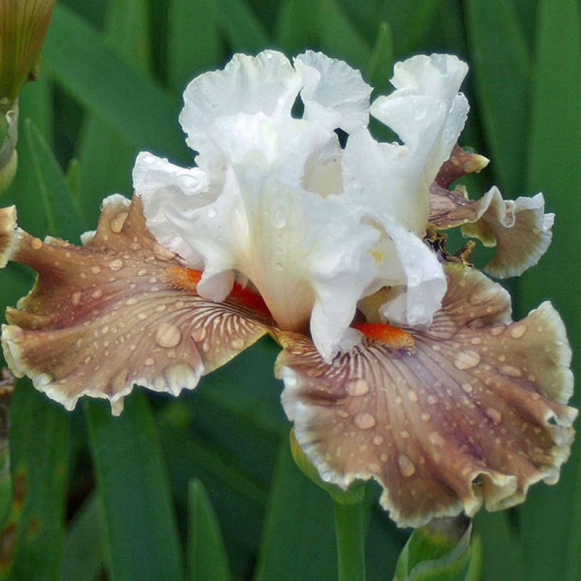 Iris Coffee Whisper - Schwertlilie (Flowering)