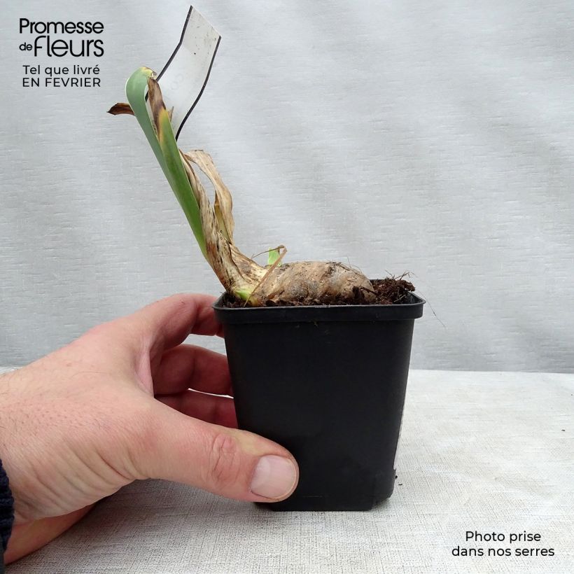 Example of Iris Coffee Whisper - Schwertlilie Kleine Töpfe von 8/9 cm as you get in hiver