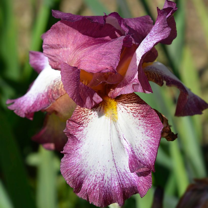 Iris Crinoline - Schwertlilie (Flowering)