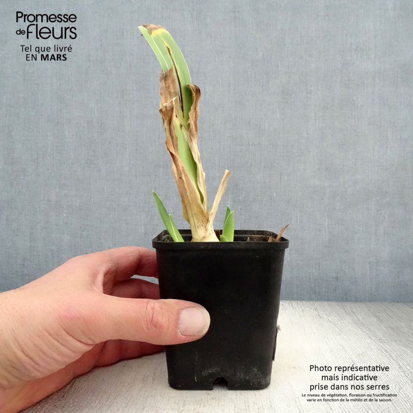 Example of Iris Dance Hall Dandy - Schwertlilie Kleine Töpfe von 8/9 cm as you get in printemps