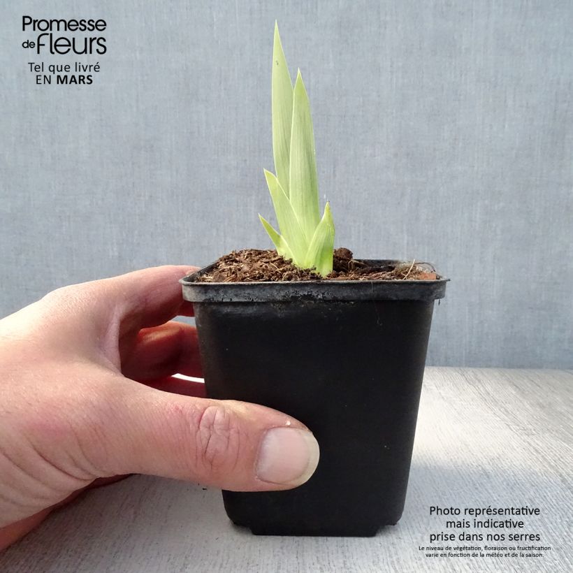 Example of Iris Deep Dark Secret - Schwertlilie Kleine Töpfe von 8/9 cm as you get in printemps