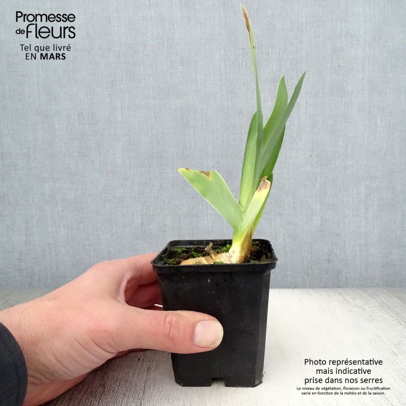 Example of Iris Delta Blues - Schwertlilie Kleine Töpfe von 8/9 cm as you get in printemps