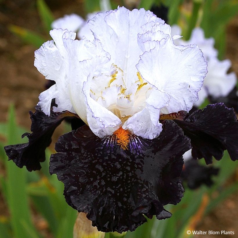 Iris germanica Domino Noir - Schwertlilie (Blüte)