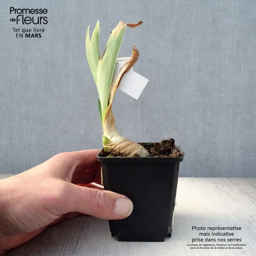 Exemplar von Iris Drama Queen - Schwertlilie Kleine Töpfe von 8/9 cm wie im Frühjahr geliefert