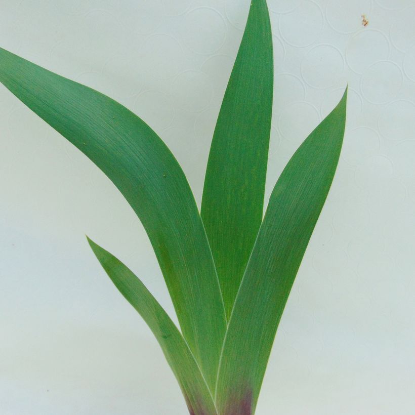 Iris Ecstatic Echo - Schwertlilie (Foliage)