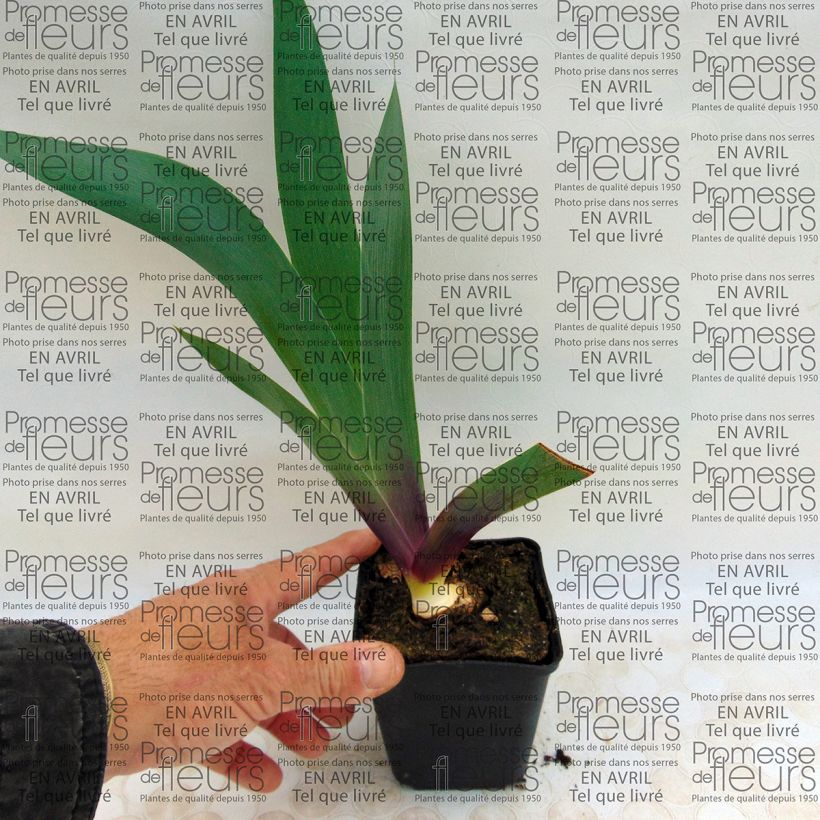 Example of Iris Ecstatic Echo - Schwertlilie Kleine Töpfe von 8/9 cm as you get