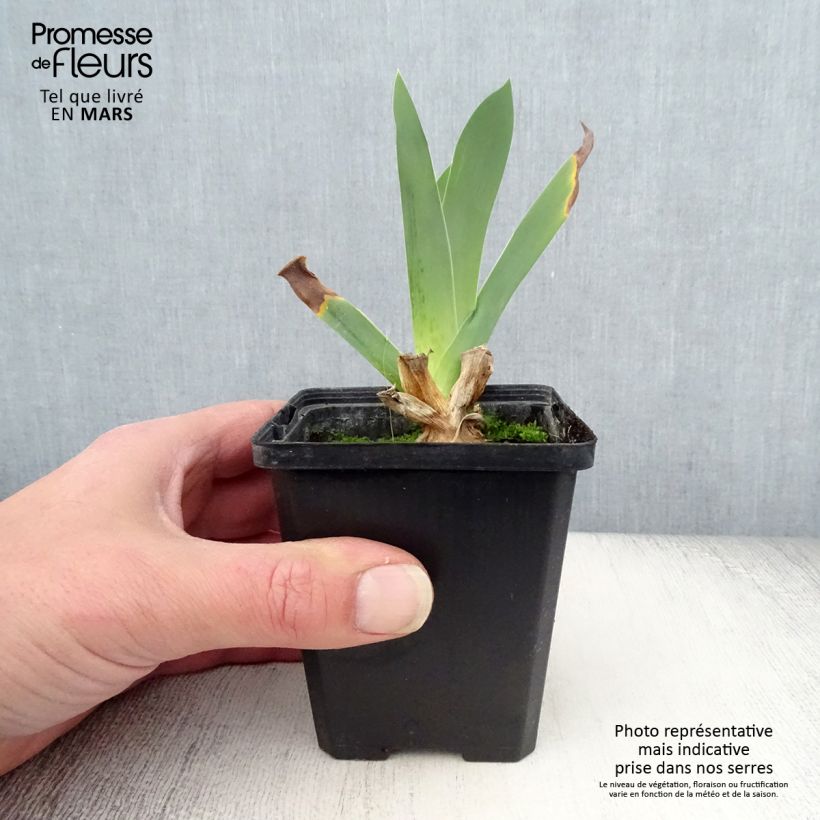 Example of Iris Edith Wolford - Schwertlilie Kleine Töpfe von 8/9 cm as you get in printemps