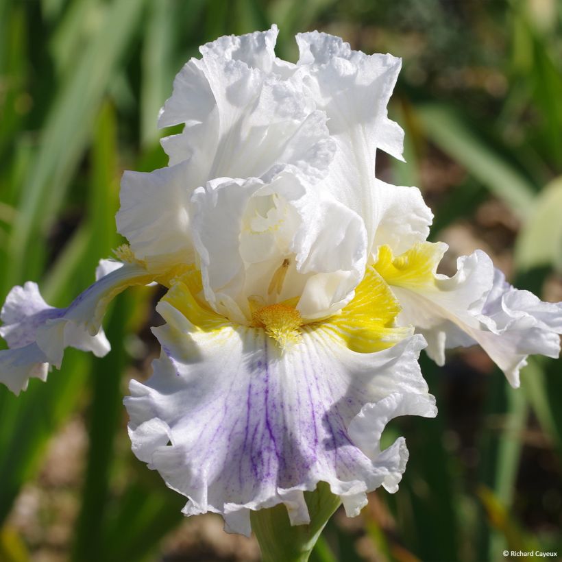 Iris En Ebullition - Schwertlilie (Flowering)