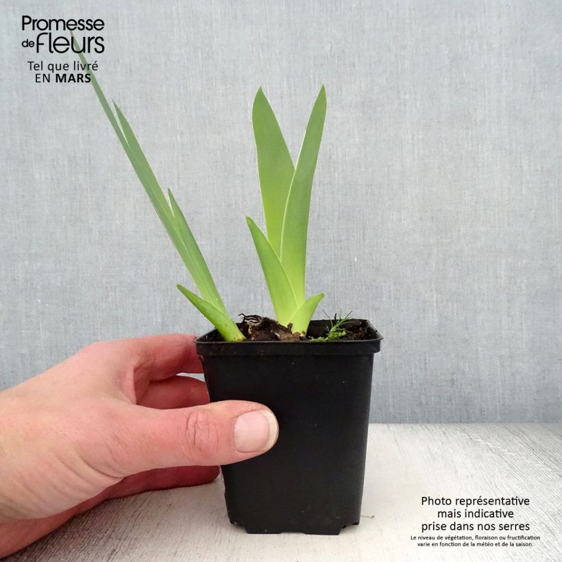 Exemplar von Iris English Charm - Schwertlilie Rhizom, Kaliber 10/15, Extraqualität wie im Frühjahr geliefert