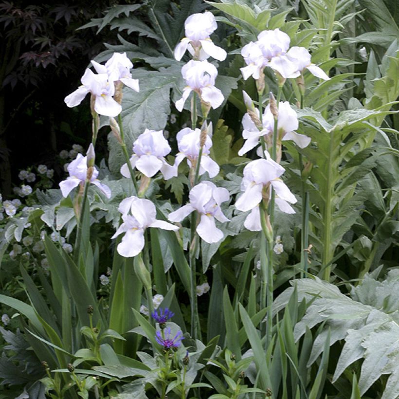 Iris English cottage - Schwertlilie (Plant habit)