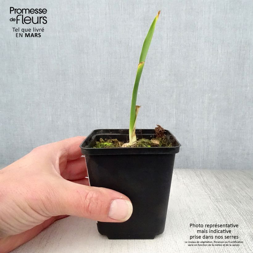 Exemplar von Iris Fiery Temper - Schwertlilie Kleine Töpfe von 8/9 cm wie im Frühjahr geliefert