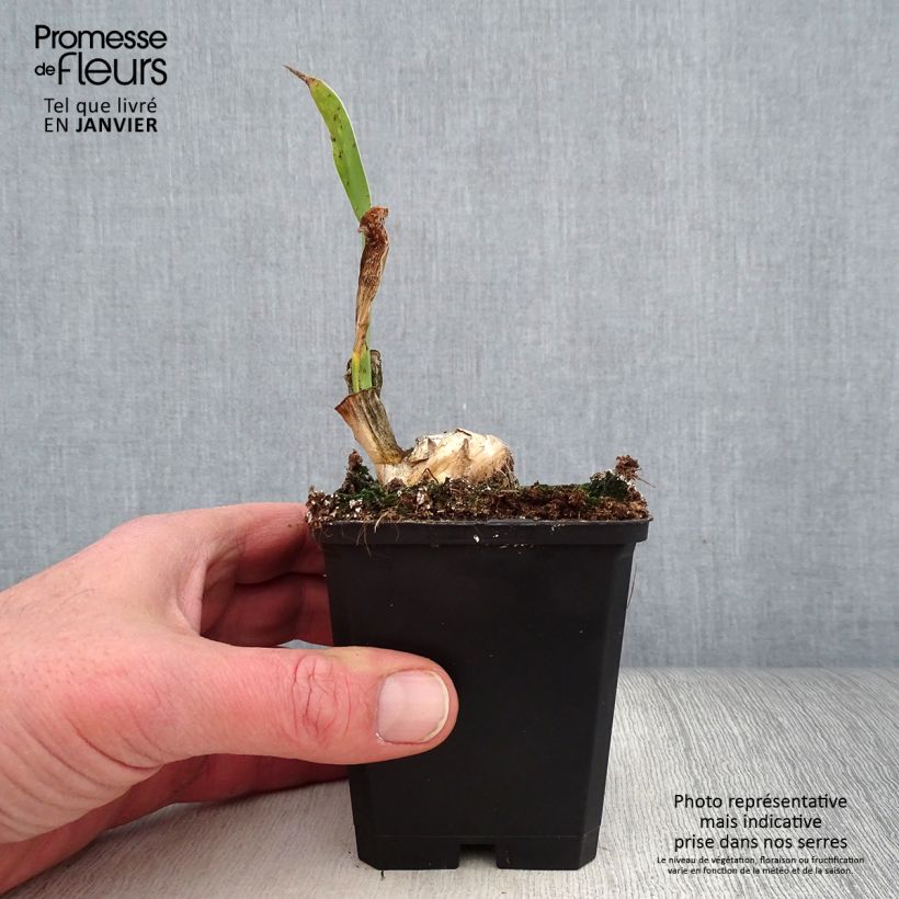 Example of Iris Frappé - Schwertlilie Kleine Töpfe von 8/9 cm as you get in hiver