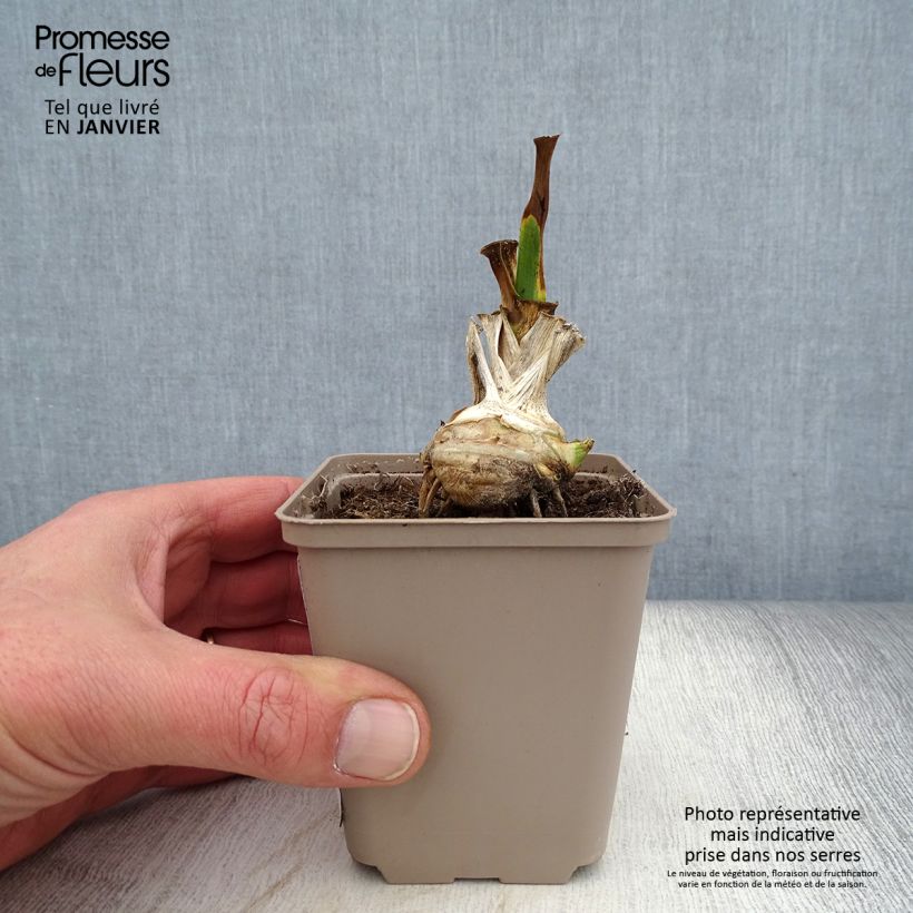 Example of Iris Fringe of Gold - Schwertlilie Kleine Töpfe von 8/9 cm as you get in hiver