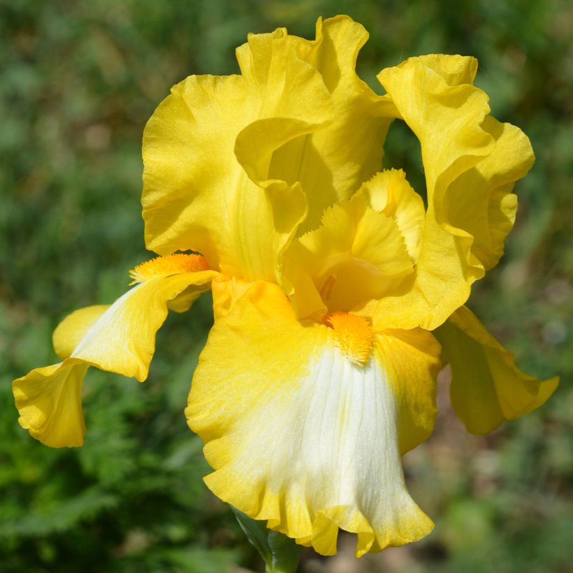 Iris Fringe of Gold - Schwertlilie (Flowering)