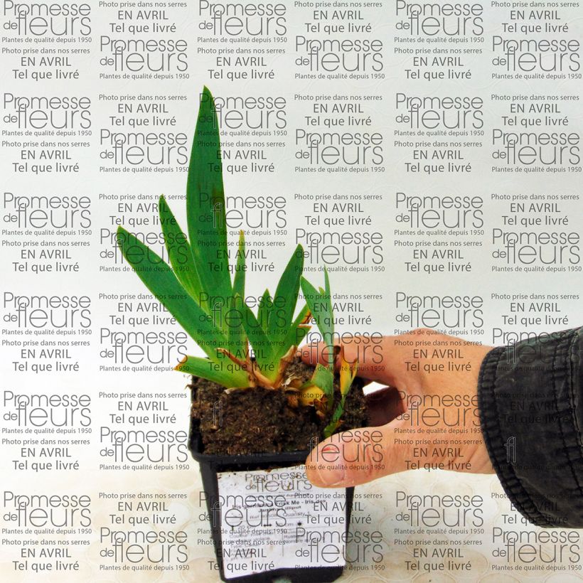 Beispiel eines Exemplars von Iris Frisk Me - Schwertlilie Kleine Töpfe von 8/9 cm wie geliefert