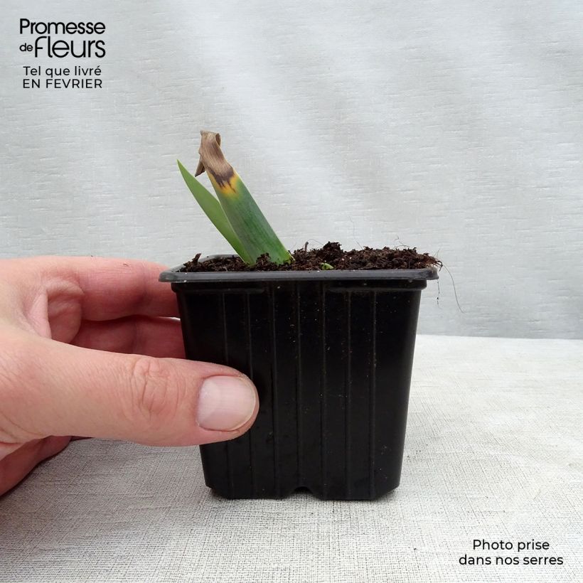 Example of Iris Gamay - Schwertlilie Kleine Töpfe von 8/9 cm as you get in hiver