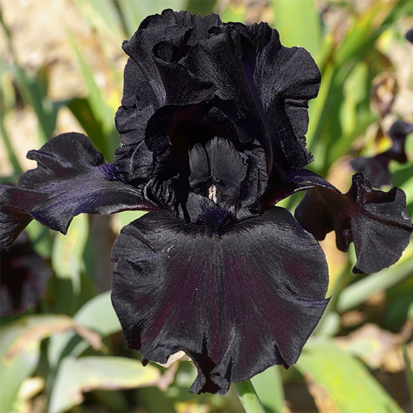 Iris Ghost Train - Schwertlilie (Flowering)